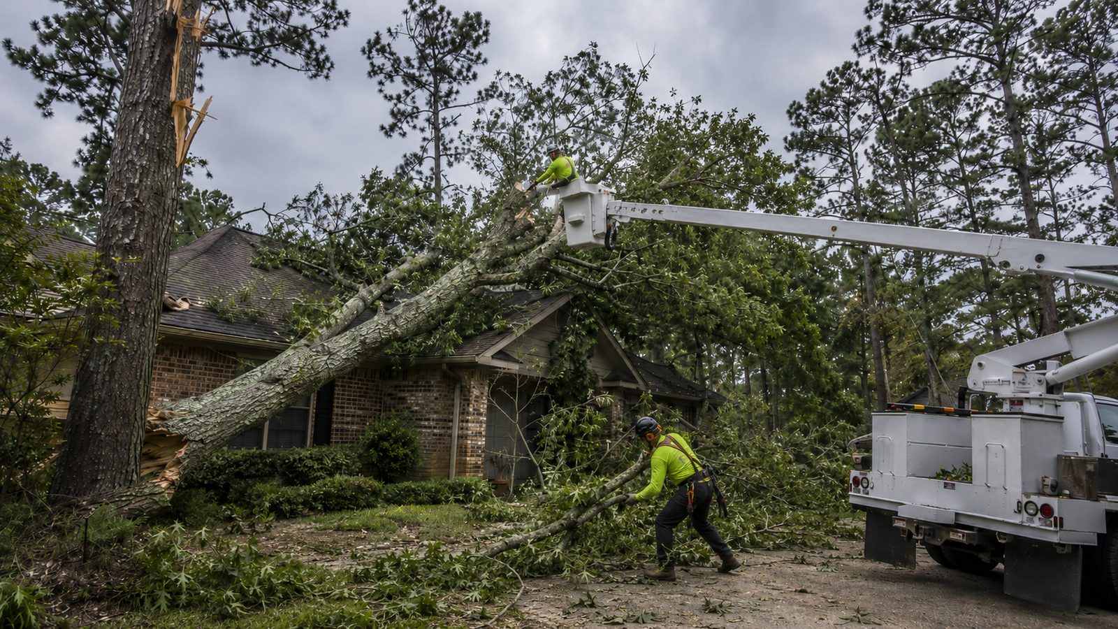 Emergency Tree Service in Jackson, MS