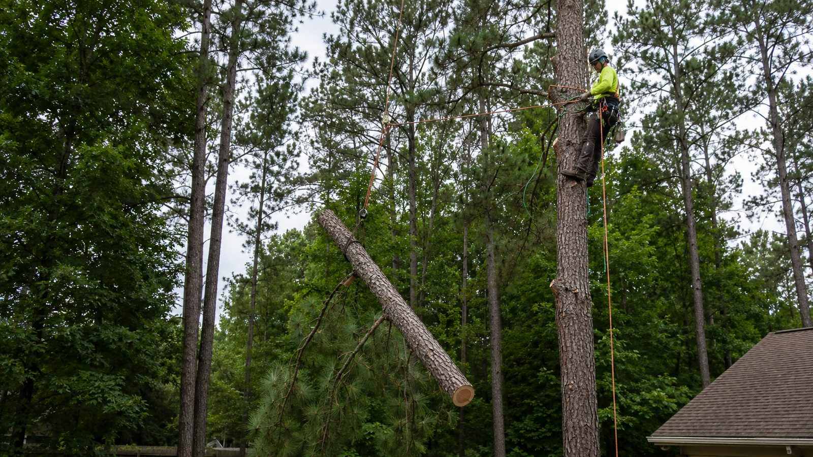 Tree Removal in Jackson, MS